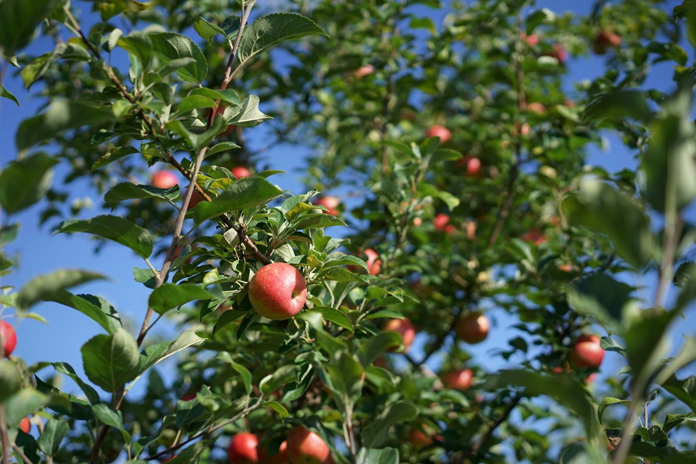 Several Columbus-area orchards and farms offer pick-your-own apples at this time of year.