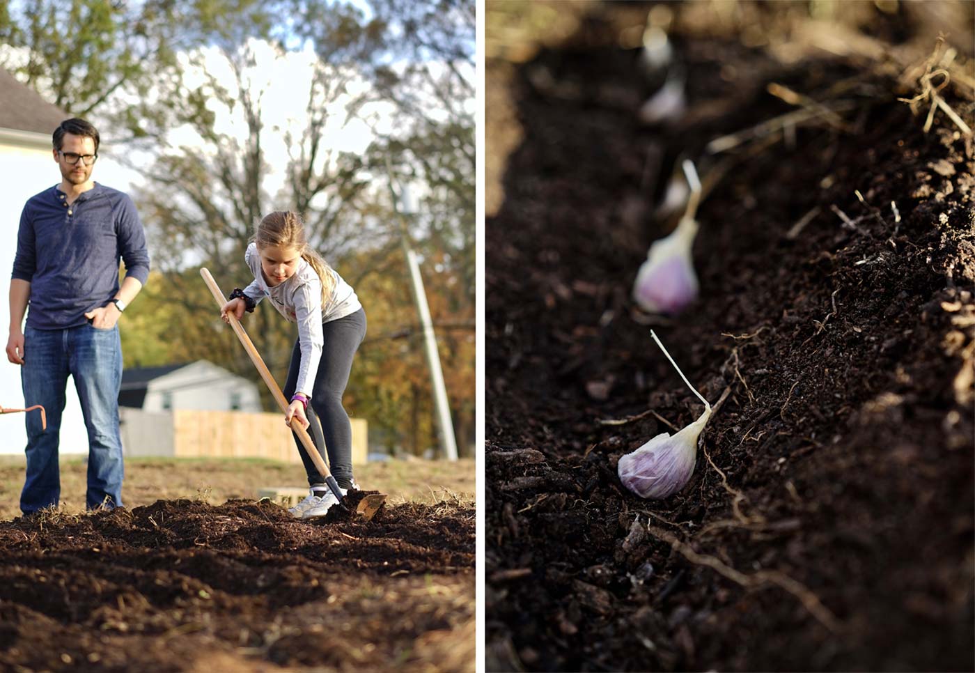 Left: Annabelle helps with the planting. Right: Garlic cloves are planted in November for harvest in the summer.