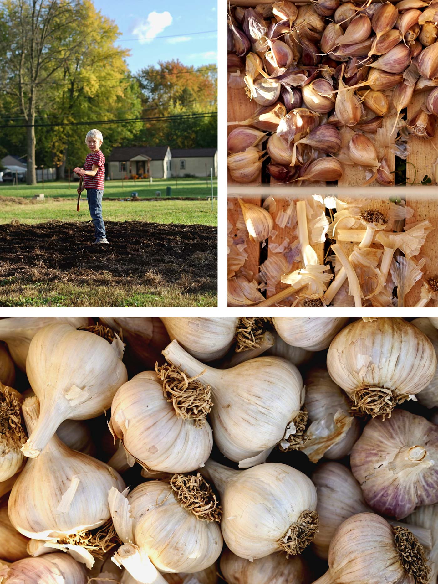 Top Left: Five-year-old Ian helps with the work. Top Right: The garlic bulbs are broken into cloves for planting. Bottom: Music garlic