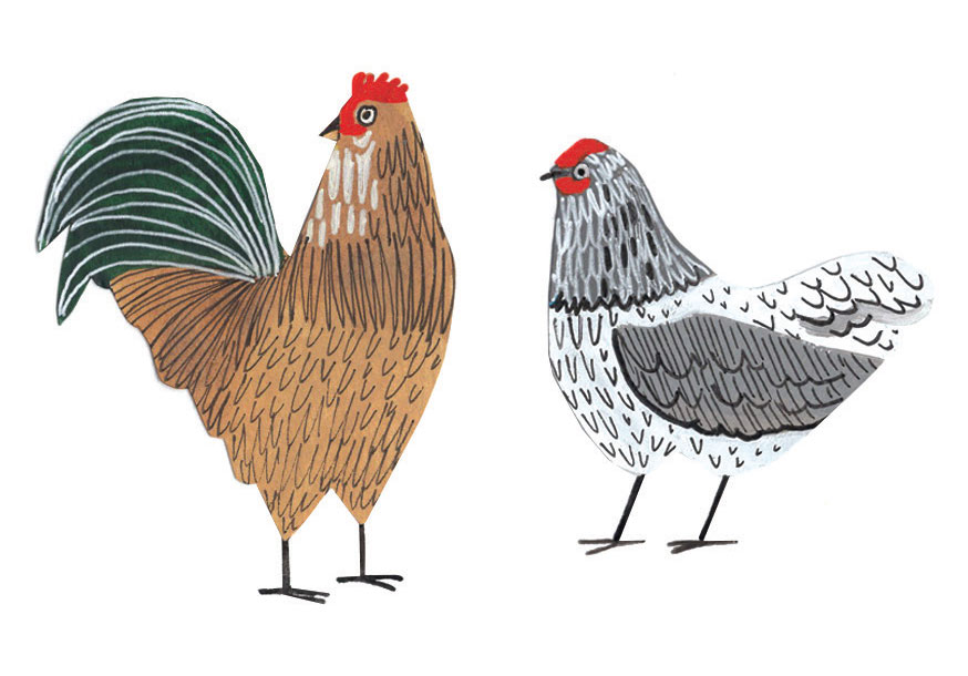 illustration of two chickens - a rooster and a hen