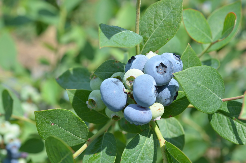 blueberries growing in Ohio