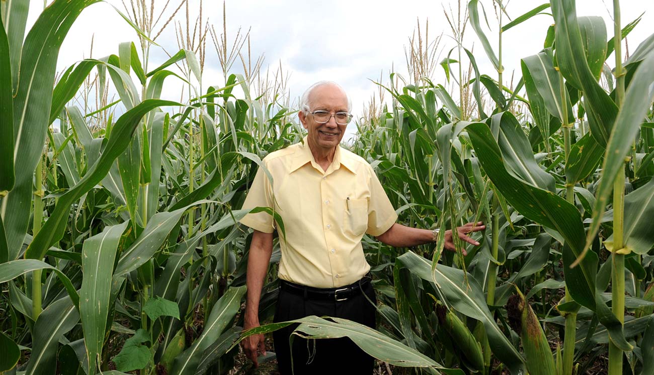 Dr. Rattan Lal, seen in an Ohio cornfield, is recognized around the world for his pioneering work in soil improvement. (Photo courtesy of Ohio State University / Ken Chamberlain)