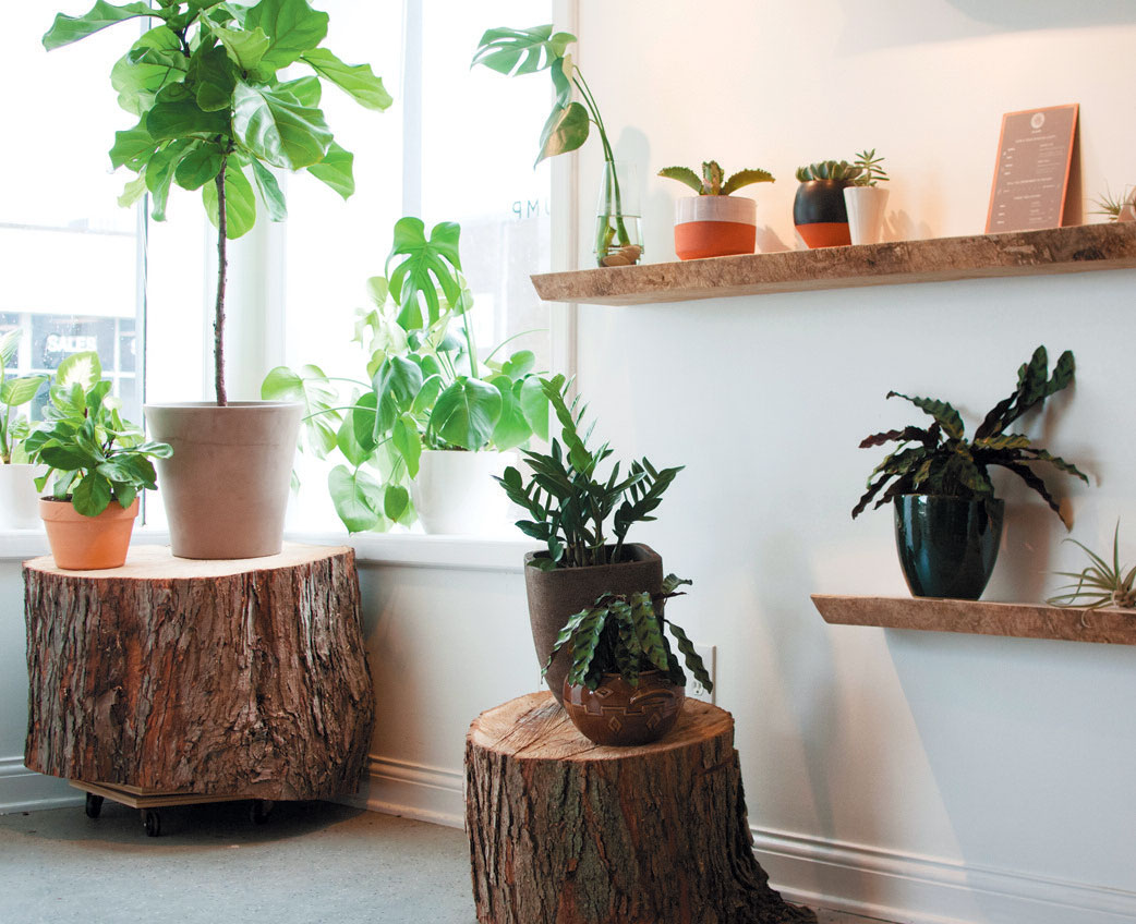 stump: a reinvention of house plants