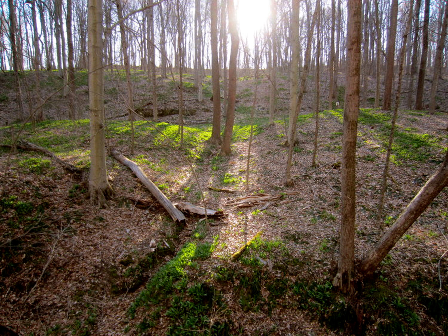 Wild ramps being sustainably managed on private forestland in Meigs County, Ohio