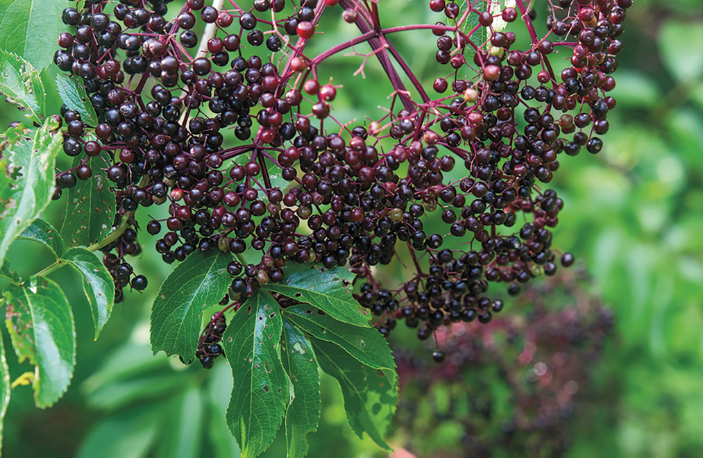 Elderberry Kir Royale | Edible Columbus