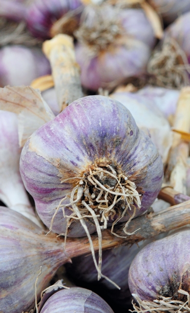 garlic head