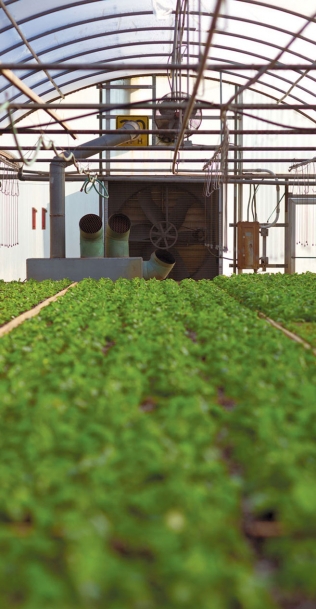 Inside one of Folsom & Pine’s greenhouses with rows of microgreens