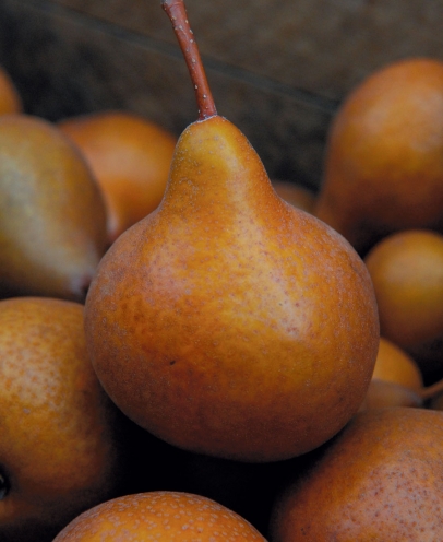 european pears, the fruit of venus