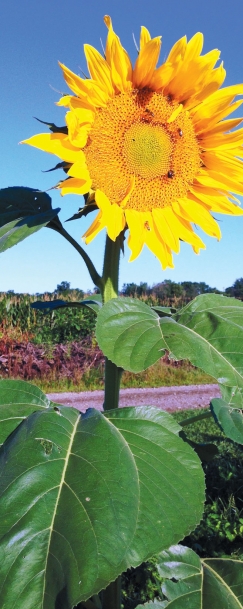 bright sunflower from Ohio State University’s Garden of Hope for cancer survivors