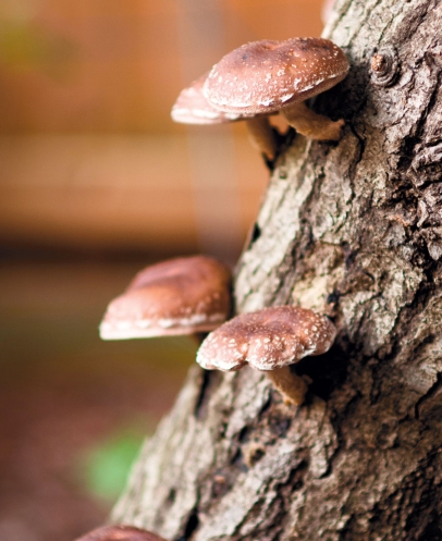 mushrooms sprouting on bark of tree