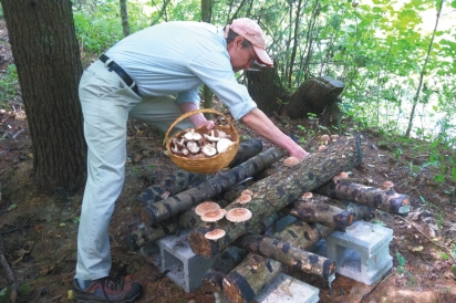 Peter Kuhlman harvesting shiitake mushrooms off logs at the farm at Blue Owl Hollow.