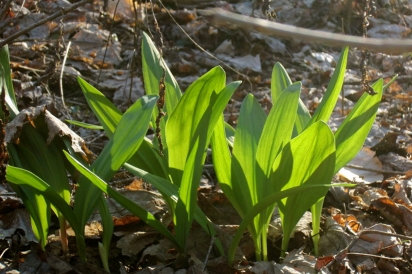 forest farmed ramps in Meigs County, Ohio