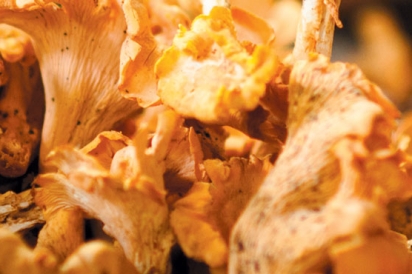 wild harvest of chanterelle mushrooms, gathered in the forest near Athens