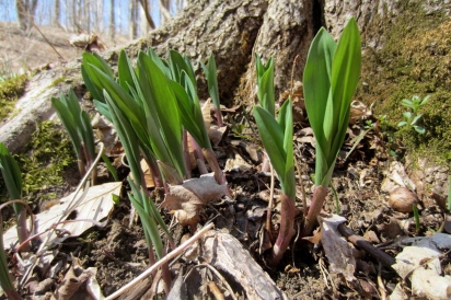 Ramps with leaves just beginning to unfurl in the Wayne National Forest.