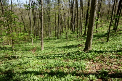 Large patch in Wayne National Forest that is part of ongoing population monitoring efforts conducted by Rural Action.