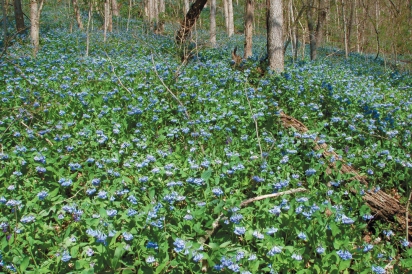 Virginia Bluebells (Mertensia virginica) at Ohio River Bluffs