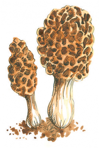 MOREL MUSHROOMS illustration
