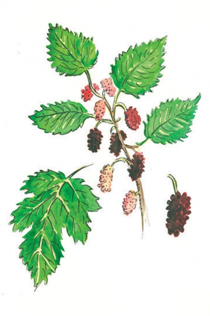 RED MULBERRY illustration