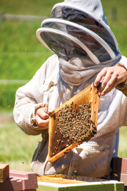 Marlyn Miller, Dwight’s Amish mentee, examines hives for any problems
