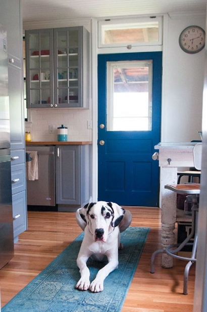 dog in kitchen