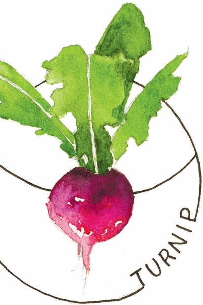 turnip illustration
