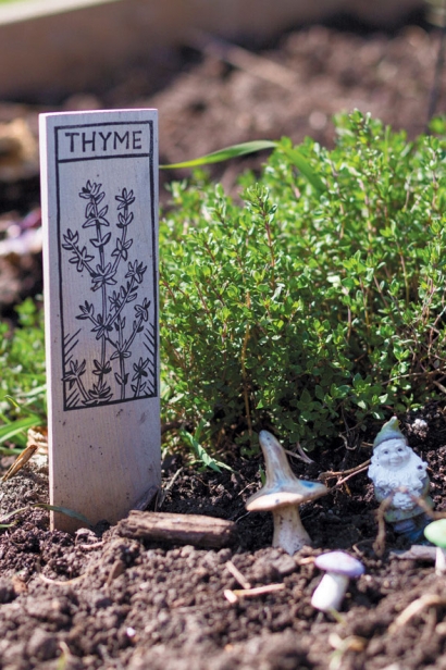 hayden's homegrown thyme plant