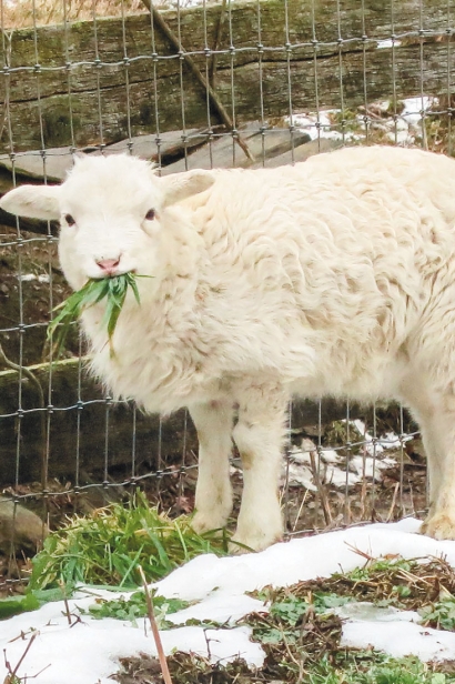 lamb in the snow