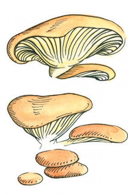 oyster mushroom illustration