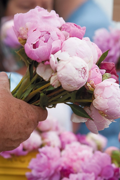 Peonies for sale from Red Twig Farms at the Worthington farmers market