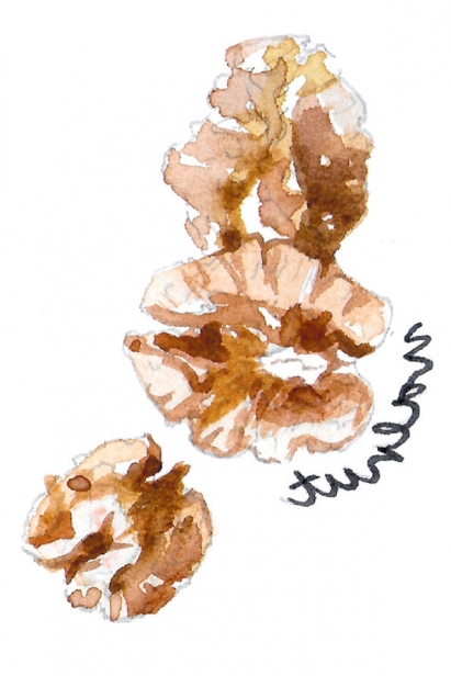 walnut illustration