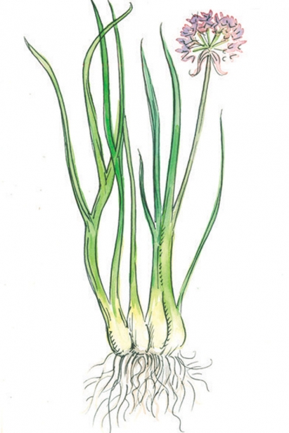 wild onion illustration