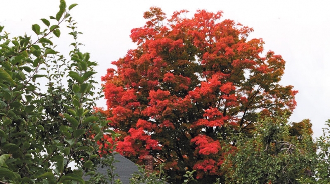bright red fall tree