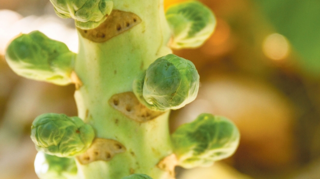 stalk of brussels sprouts