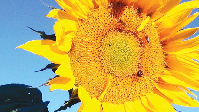 bright sunflower from Ohio State University’s Garden of Hope for cancer survivors
