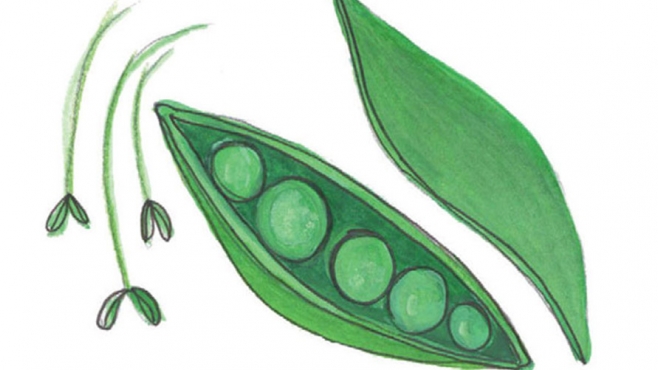 english peas illustration